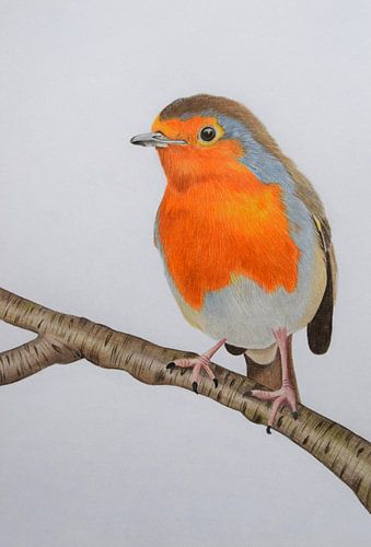 A robin on a branch