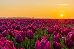 Champ de tulipes sous le soleil couchant sur Bram Lubbers