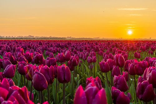 Tulpenveld onder een ondergaande zon