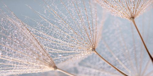 Panorama van druppeltjes licht blauw van Marjolijn van den Berg