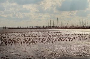 Schiermonnikoog