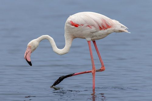 Roze flamingo (Phoenicopterus roseus)