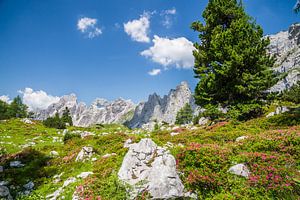 Blühende Alpenrose II von Coen Weesjes