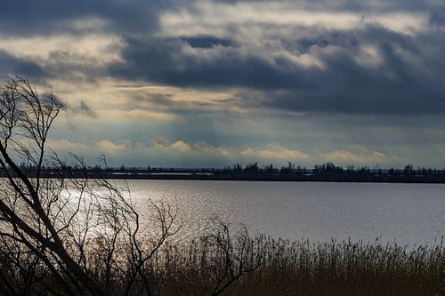 De Oostvaardersplassen bij Lelystad 