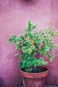 Granatapfelbaum