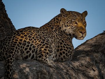 Leopard in tree by Marc Van den Broeck