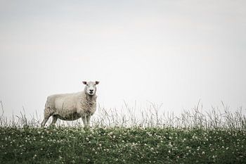 Schafe in Bierum III