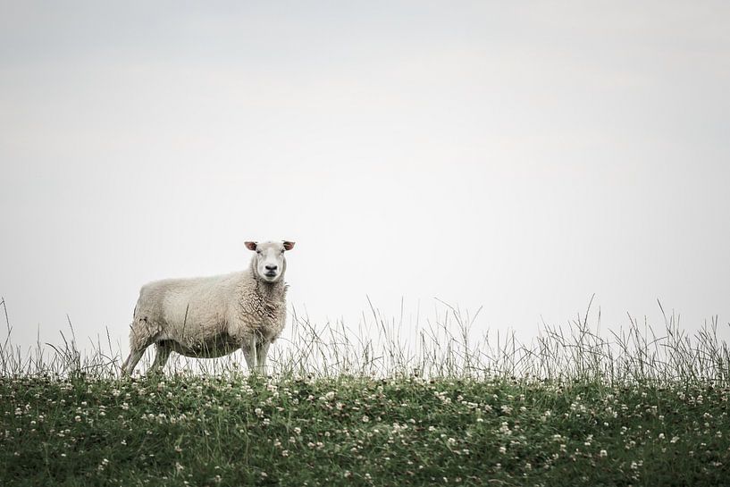 Schapen in Bierum III van Luis Boullosa