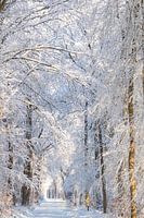 Winter, sneeuw in Beetsterzwaag Opsterland Friesland