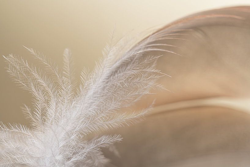 The white down of a feather in pastel colours by Marjolijn van den Berg
