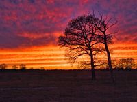 Two trees at a sunset
