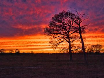 Twee bomen bij een zonsondergang van SA Fotografie