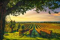 Wijngaard en een boom bij zonsondergang. Bolgheri, Toscane