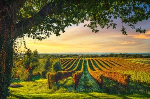 Weinberg und ein Baum bei Sonnenuntergang. Bolgheri, Toskana von Stefano Orazzini