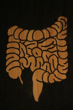 Intestines (2/3)