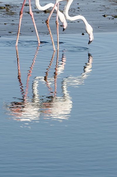 Flamingo koppel by Jeroen Kleverwal