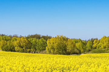 Rape field in bloom and trees in spring near Sildemow