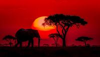 Lone elephant in africa panorama sunset red by TheXclusive Art thumbnail