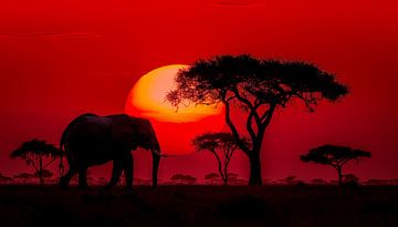 Eenzame olifant in afrika panorama zonsondergang rood van TheXclusive Art