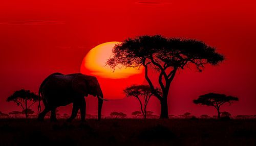 Eenzame olifant in afrika panorama zonsondergang rood