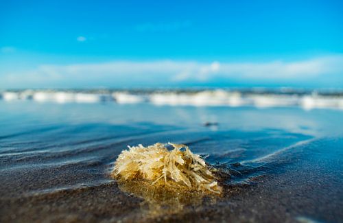 Des algues sur la plage