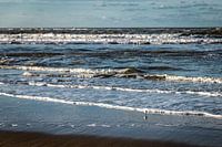 Lonely bird in the North Sea