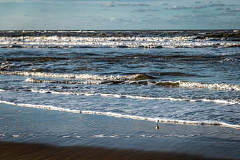 Oiseau solitaire en mer du Nord