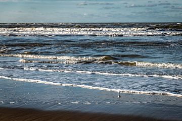 Eenzame vogel in de Noordzee van Linsey Aandewiel-Marijnen