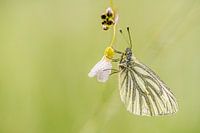Hanging