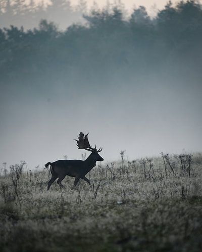 Damhert op een koude ochtend