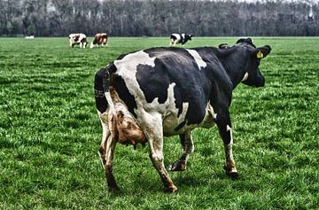 Hollende hollandse koe