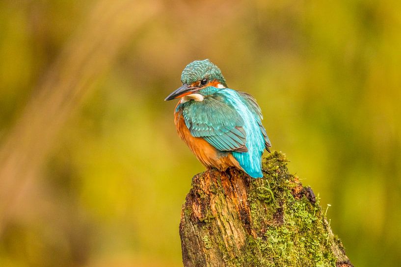 Kingfisher, Alcedo atthis by Gert Hilbink