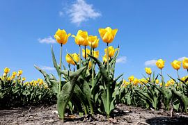 Tulpen von Henk Katuin
