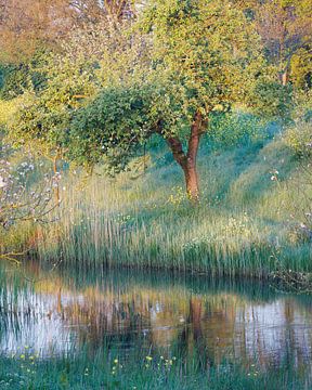 Lente boom aan water van Thijs Friederich
