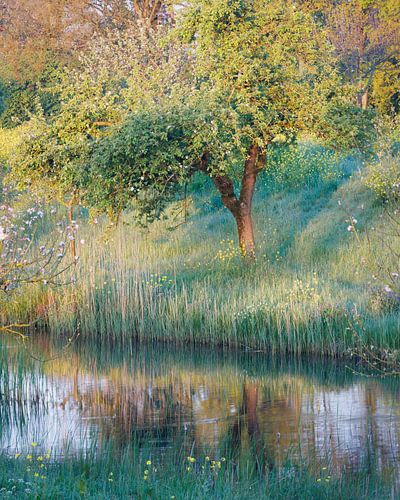 Lente boom aan water