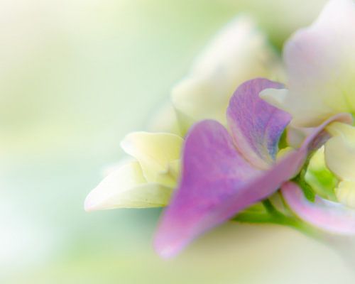 Hydrangea in close-up: Softer