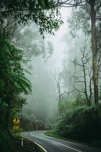Route à travers une forêt brumeuse en Australie, 2 km suivants.
