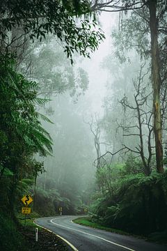 Weg door mistig bos in Australië, next 2 km.
