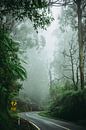 Straße durch den nebligen Wald in Australien, die nächsten 2 km. von Karel Pops Miniaturansicht