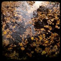 Bladeren in het water II