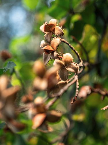 Kohlberg, Saxon Switzerland - Beech nuts