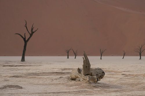 Arbres morts près de Deadvlei Namibie sur Martin Jansen