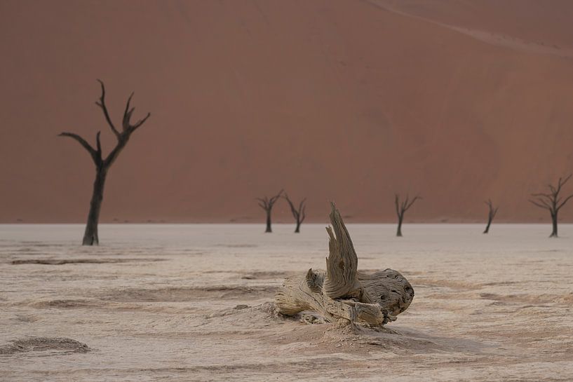 Abgestorbene Bäume bei Deadvlei Namibia von Martin Jansen