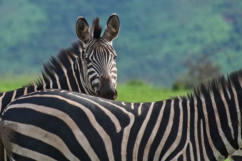 Zebra's in Akagera National Park von paul snijders