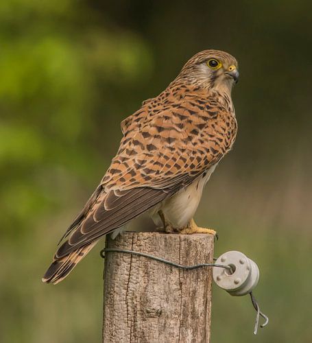 A la recherche d'une souris savoureuse