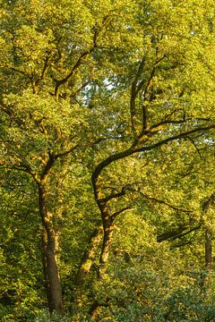 Bomen (Groningen - Niederlande) von Marcel Kerdijk