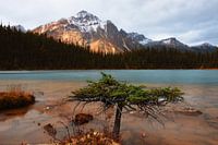 Cavell Lake, Jasper National Park, Alberta, Canada