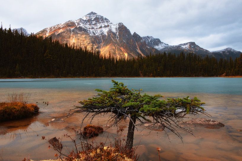 Cavell Lake, Jasper National Park, Alberta, Canada von Colin Bax