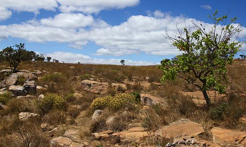 Wandelpad door de natuur in Zuid-Afrika