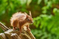 Eichhörnchen von Rene van Dam Miniaturansicht